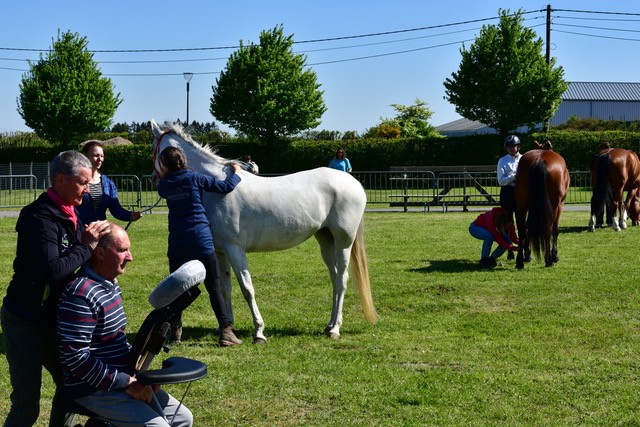 Equifera paarden