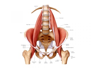Iliopsoas 1