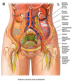 Iliopsoas 2