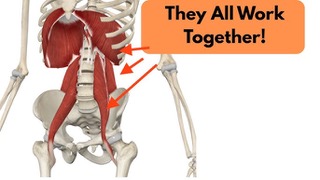 Iliopsoas 3