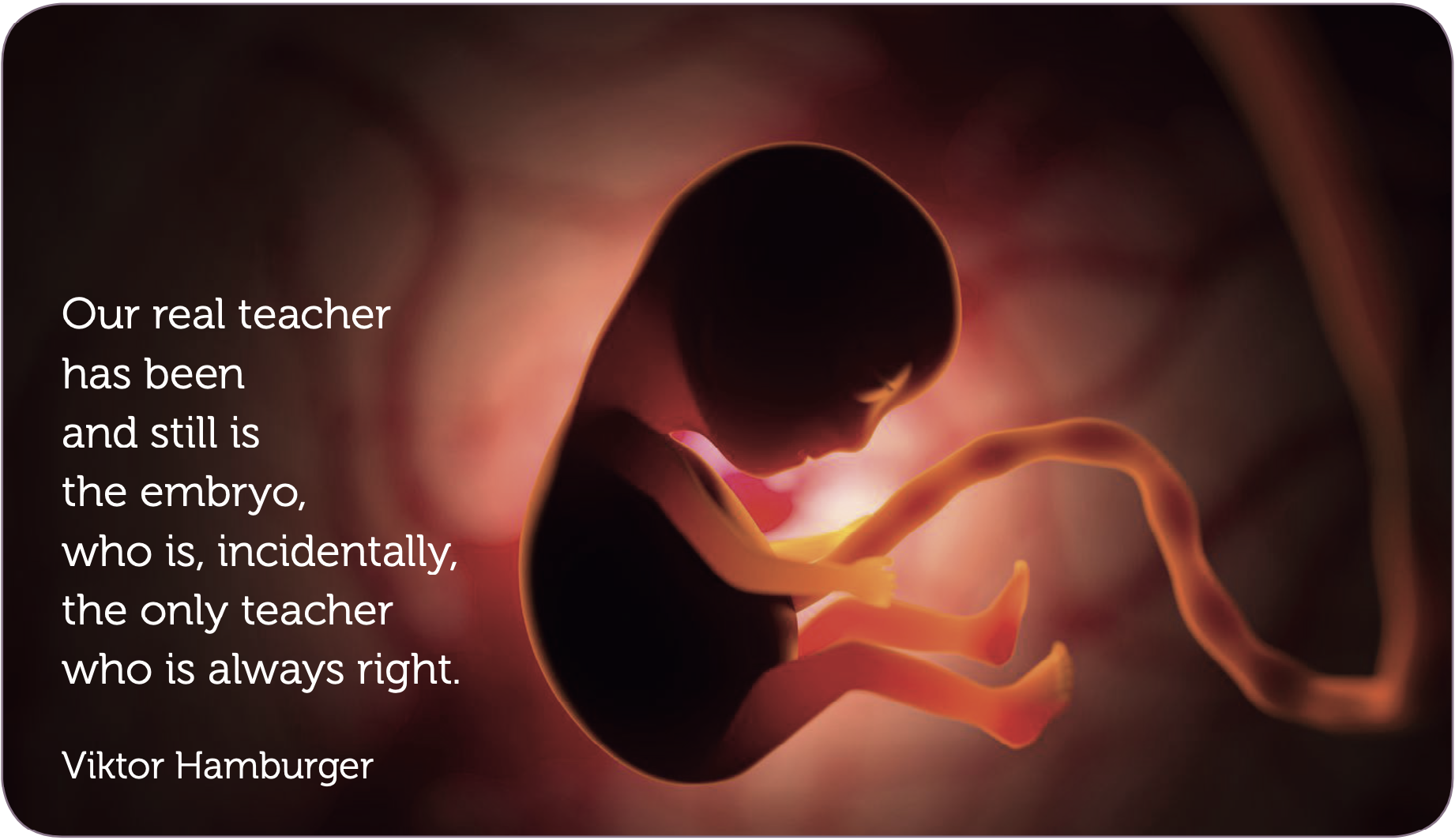 Embryologie van de energiebanen