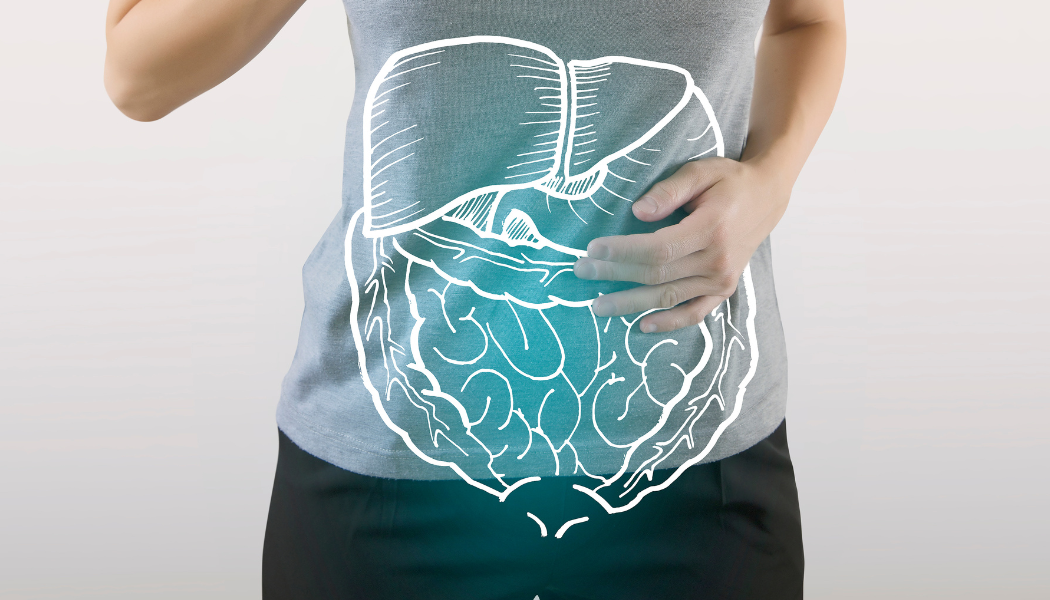 digestive system
