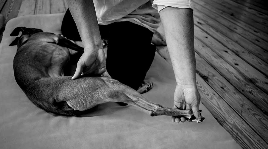 Honden shiatsu