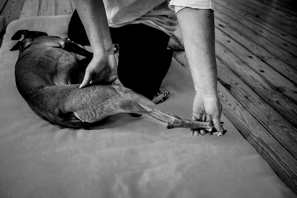 Honden Shiatsu