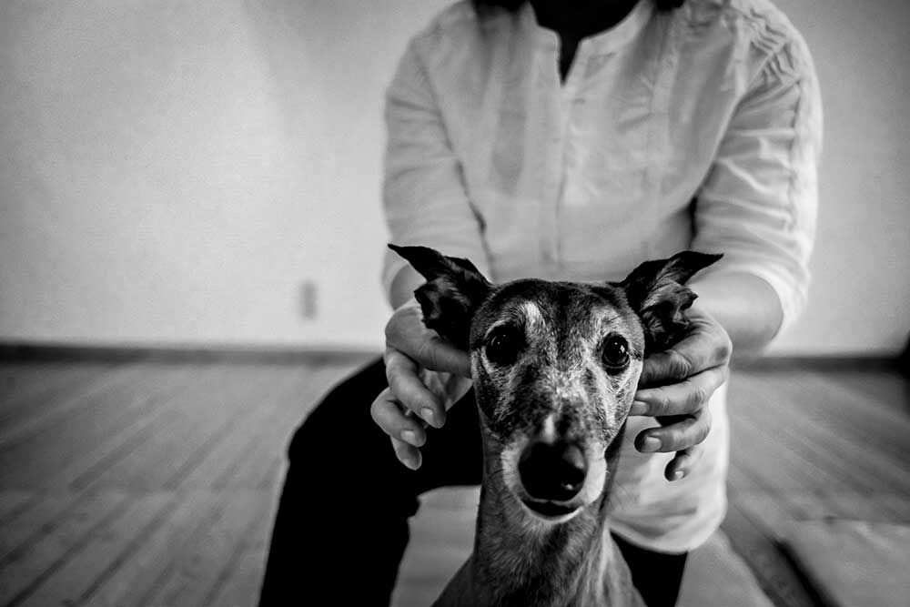 Honden Shiatsu