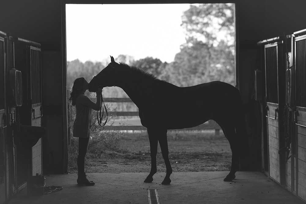 Paarden Shiatsu