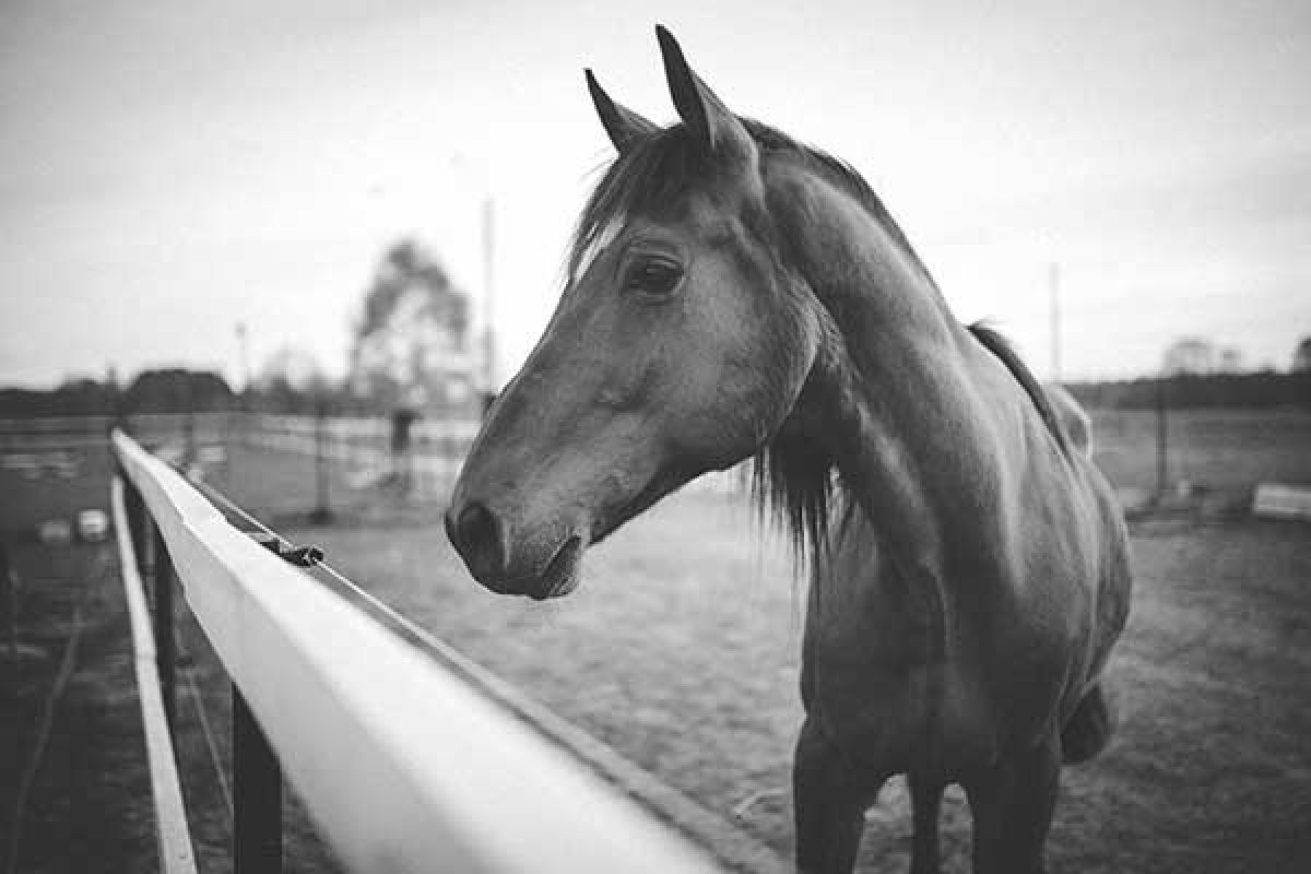 Paarden Shiatsu